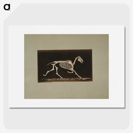 3-9_Eadweard-Muybridge_picture