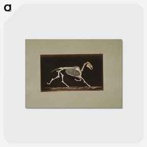 3-9_Eadweard-Muybridge_postcard