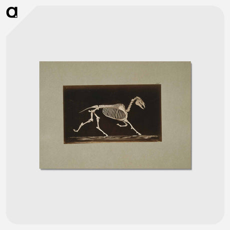 アートポストカード-Trotting Horse Skeleton
 - エドワード マイブリッジ Postcard.