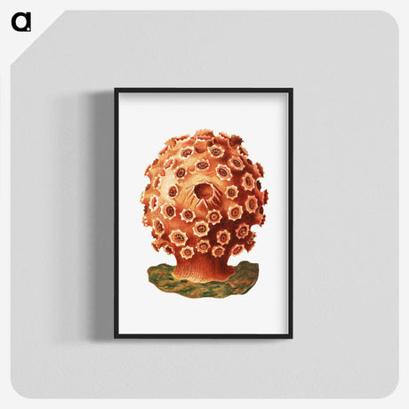 3-9_Ernst-Haeckel_blk-crop
