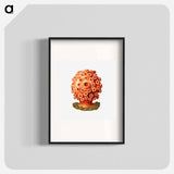 Colorful vintage tunicate illustration - エルンスト ヘッケル Poster.