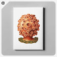 3-9_Ernst-Haeckel_canvas