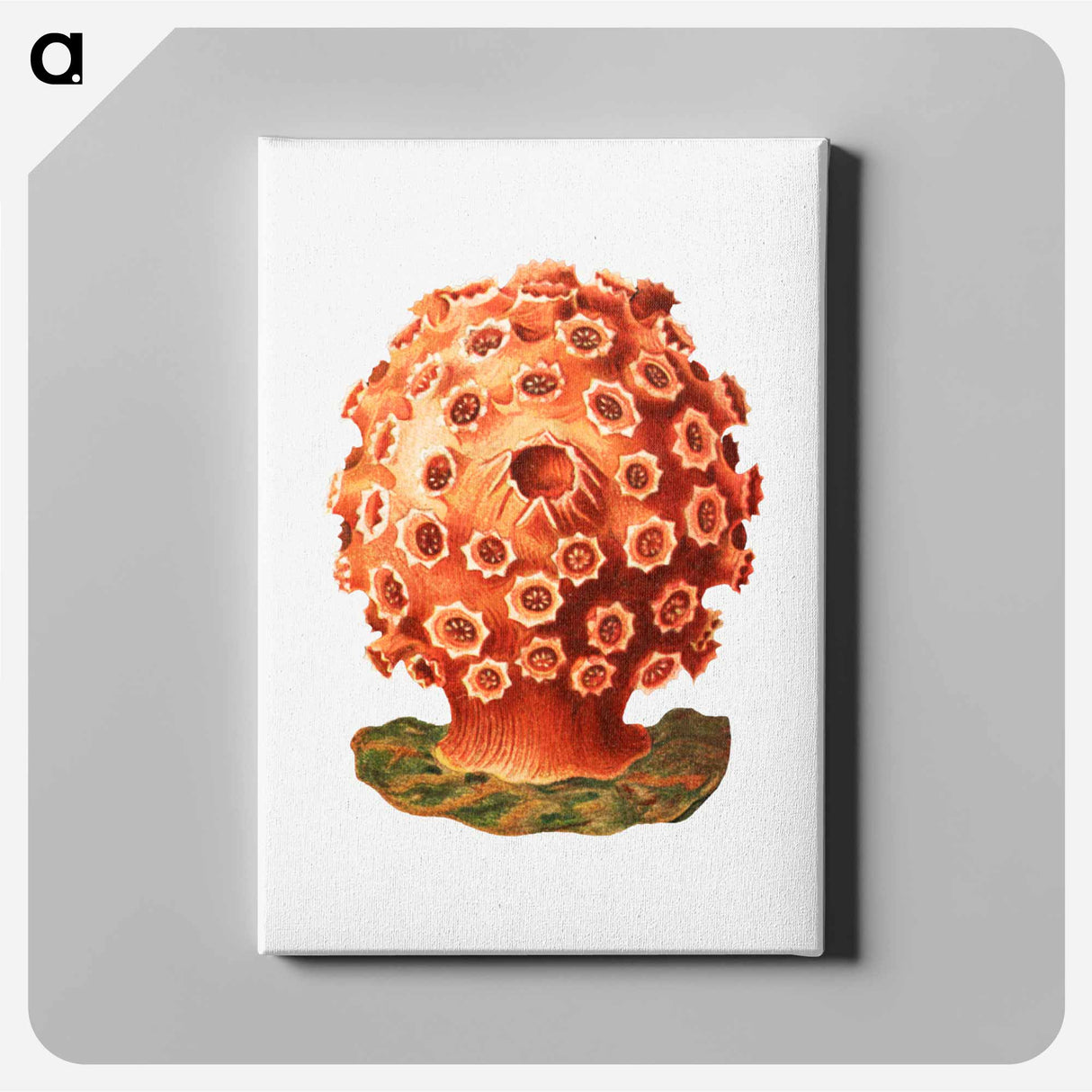 Colorful vintage tunicate illustration - エルンスト ヘッケル Canvas.