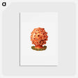 アートポストカード-Colorful vintage tunicate illustration - エルンスト ヘッケル Postcard.