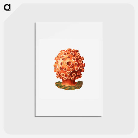 アートポストカード-Colorful vintage tunicate illustration - エルンスト ヘッケル Postcard.