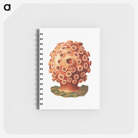 3-9_Ernst-Haeckel_memo