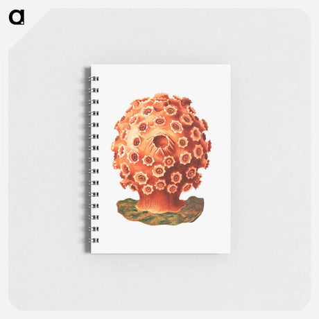 アートメモ帳-Colorful vintage tunicate illustration - エルンスト ヘッケル Memo.
