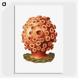 3-9_Ernst-Haeckel_picture-crop