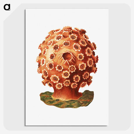 3-9_Ernst-Haeckel_picture-crop
