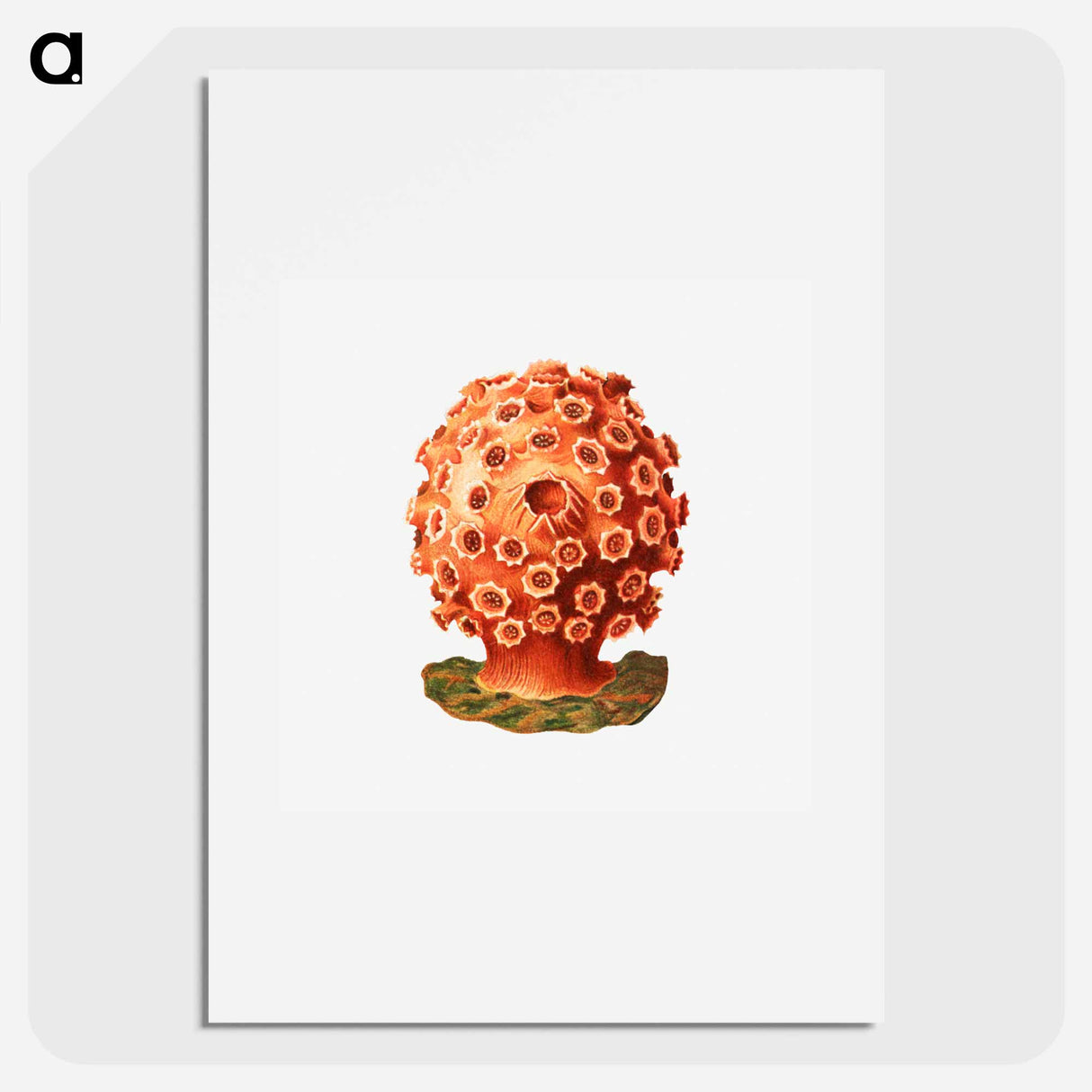 Colorful vintage tunicate illustration - エルンスト ヘッケル Poster.