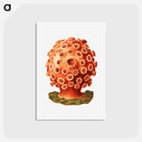 アートポストカード-Colorful vintage tunicate illustration - エルンスト ヘッケル Postcard.