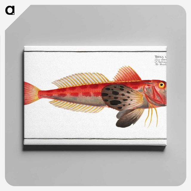 3-9_Ichtyologie-ou-Histoire-naturelle_canvas