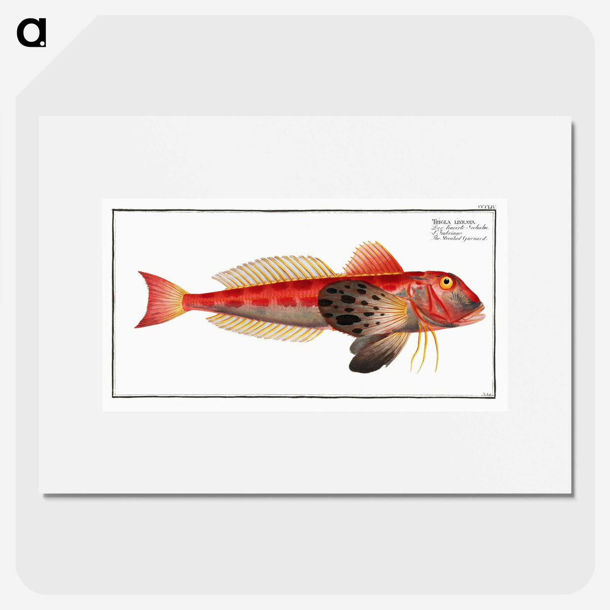 3-9_Ichtyologie-ou-Histoire-naturelle_picture