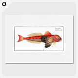 3-9_Ichtyologie-ou-Histoire-naturelle_picture