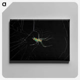 3-9_Insects-Unlocked-Project_canvas