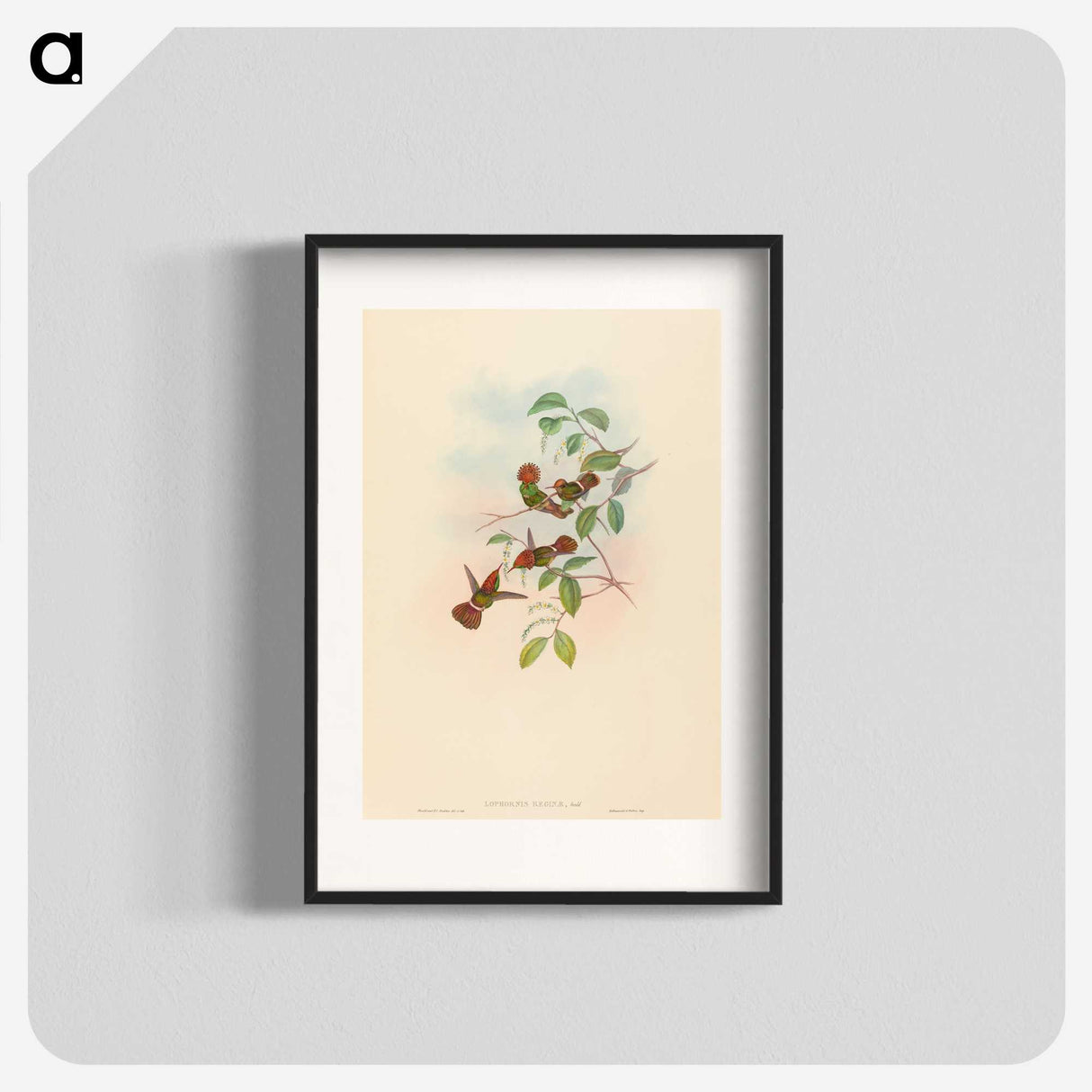 3-9_John-Gould_blk
