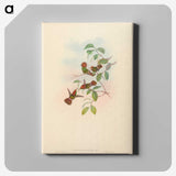 3-9_John-Gould_canvas