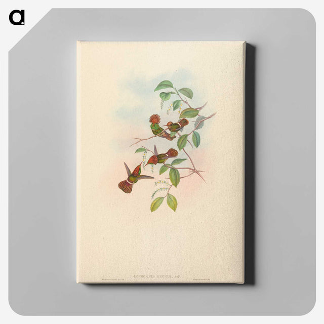 3-9_John-Gould_canvas
