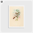アートポストカード-Spangled Coquette
 - ジョン グールド Postcard.