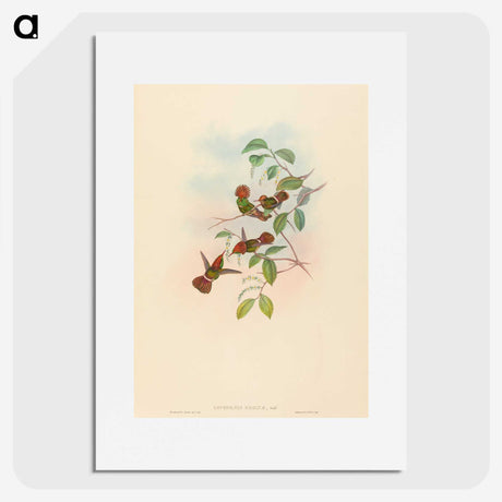 3-9_John-Gould_picture