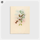 アートポストカード-Spangled Coquette
 - ジョン グールド Postcard.