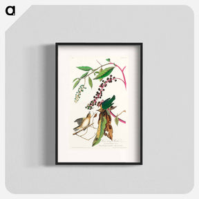 アートポスター-Worm Eating Warbler
 - ジョン ジェームス オーデュボン Poster.