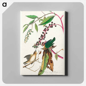 アートパネル-Worm Eating Warbler
 - ジョン ジェームス オーデュボン Canvas.