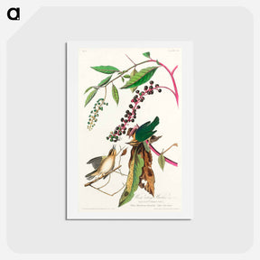 アートポストカード-Worm Eating Warbler
 - ジョン ジェームス オーデュボン Postcard.