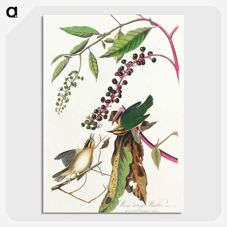 3-9_John-James-Audubon_picture-crop
