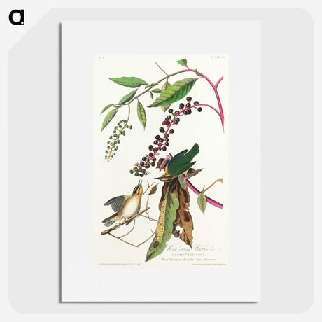 3-9_John-James-Audubon_picture