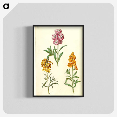 3-9_Maria-Sibylla-Merian_blk-crop