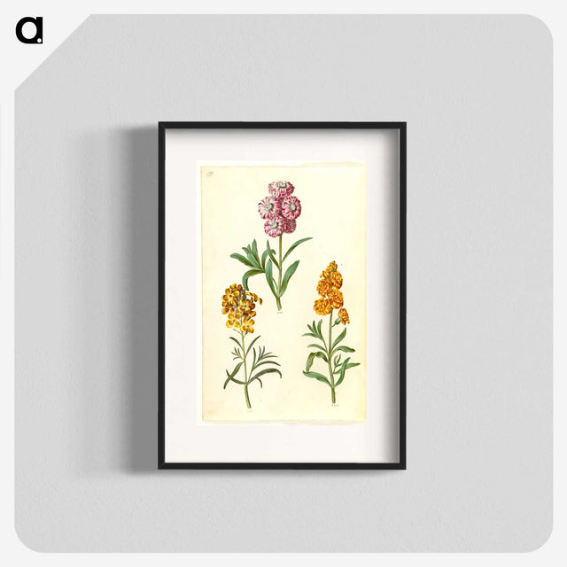 3-9_Maria-Sibylla-Merian_blk