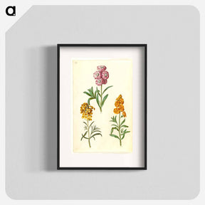 アートポスター-Matthiola Incana and Erysimum Cheiri
 - マリア ジビーラ メーリアン Poster.