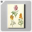 3-9_Maria-Sibylla-Merian_canvas