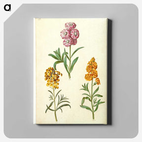 3-9_Maria-Sibylla-Merian_canvas