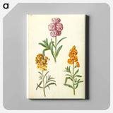 アートパネル-Matthiola Incana and Erysimum Cheiri
 - マリア ジビーラ メーリアン Canvas.