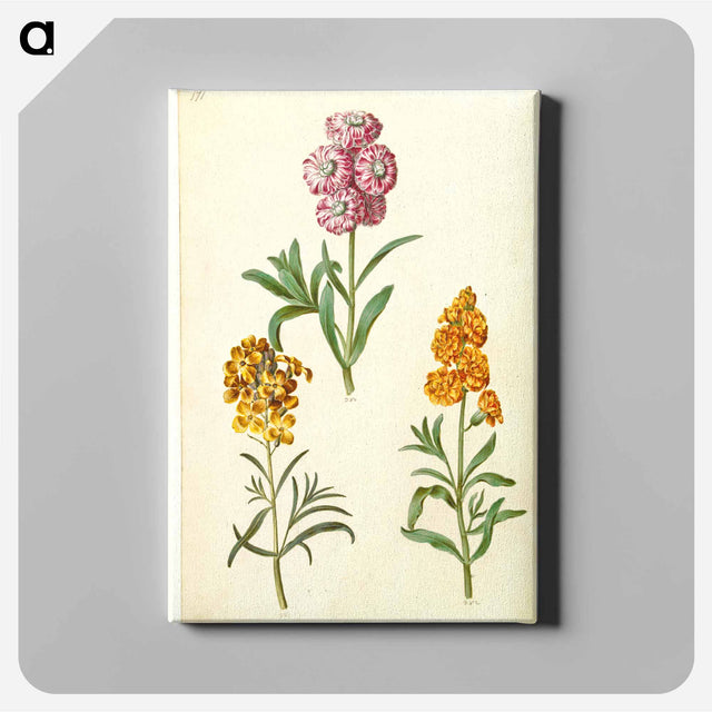 アートパネル-Matthiola Incana and Erysimum Cheiri
 - マリア ジビーラ メーリアン Canvas.