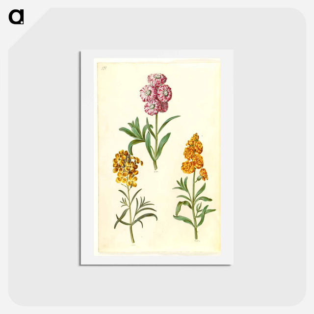 アートポストカード-Matthiola Incana and Erysimum Cheiri
 - マリア ジビーラ メーリアン Postcard.
