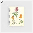 アートメモ帳-Matthiola Incana and Erysimum Cheiri
 - マリア ジビーラ メーリアン Memo.