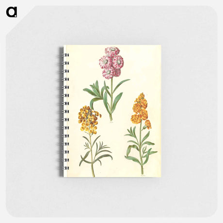 アートメモ帳-Matthiola Incana and Erysimum Cheiri
 - マリア ジビーラ メーリアン Memo.