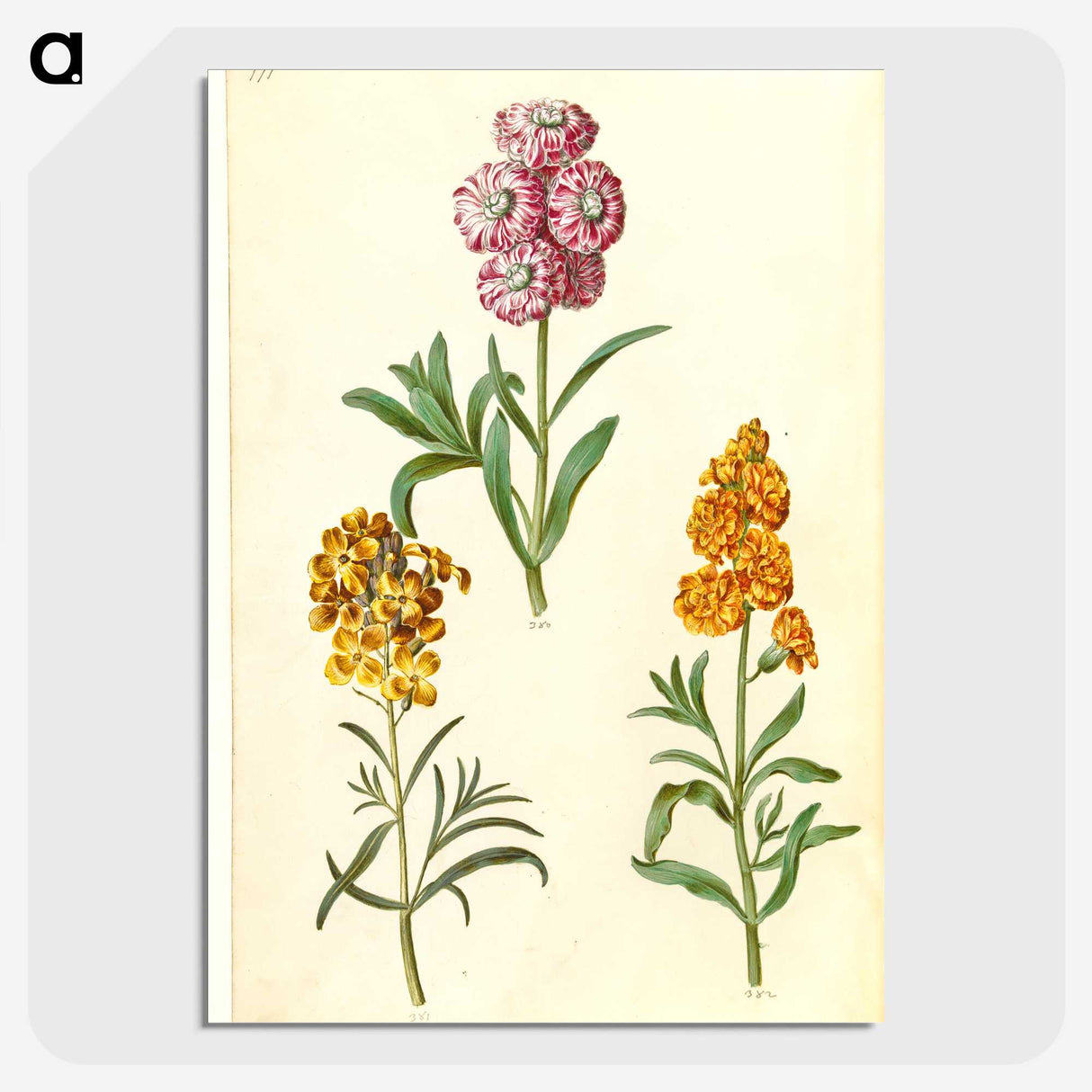 3-9_Maria-Sibylla-Merian_picture-crop