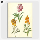 3-9_Maria-Sibylla-Merian_picture-crop