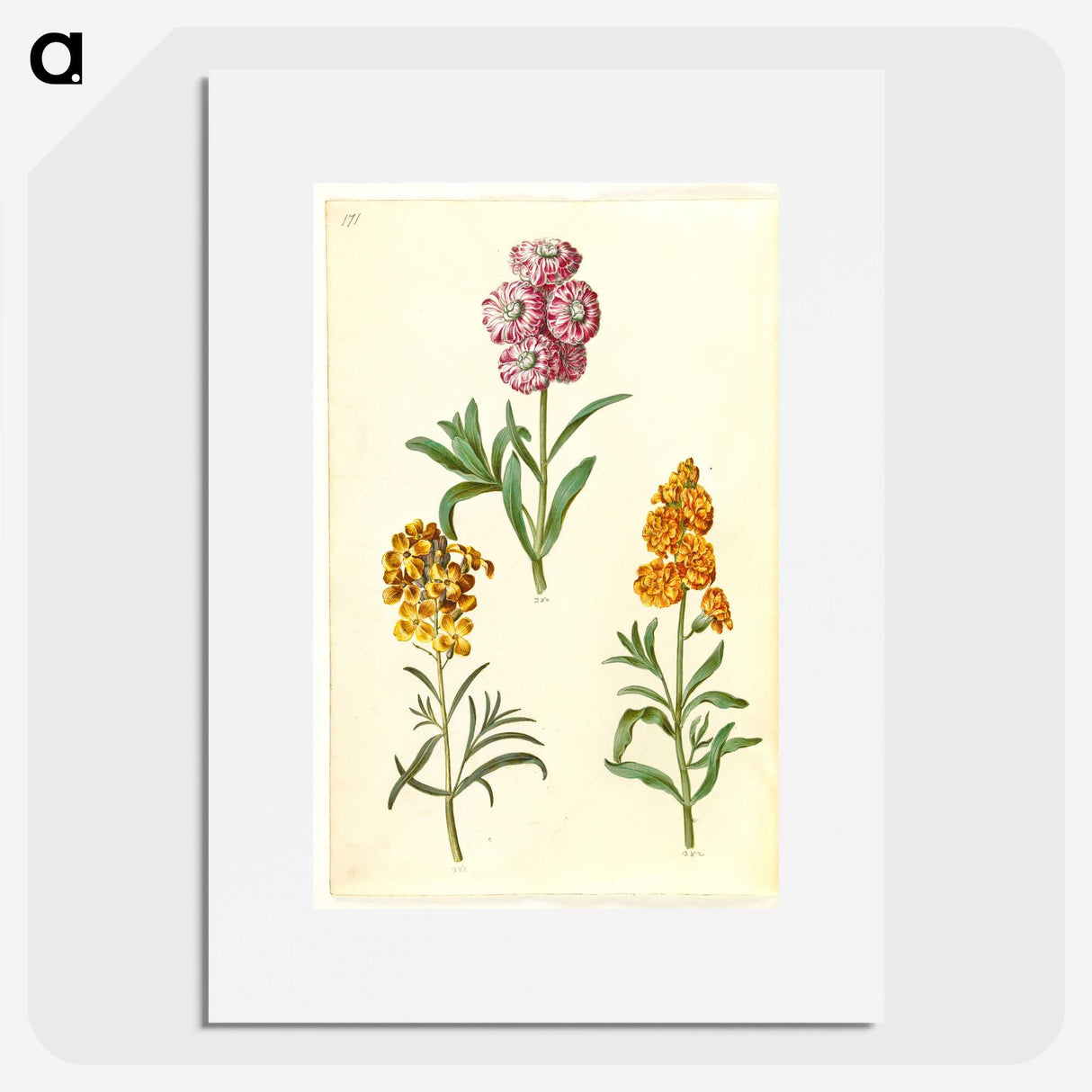 3-9_Maria-Sibylla-Merian_picture