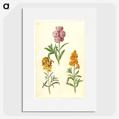3-9_Maria-Sibylla-Merian_picture