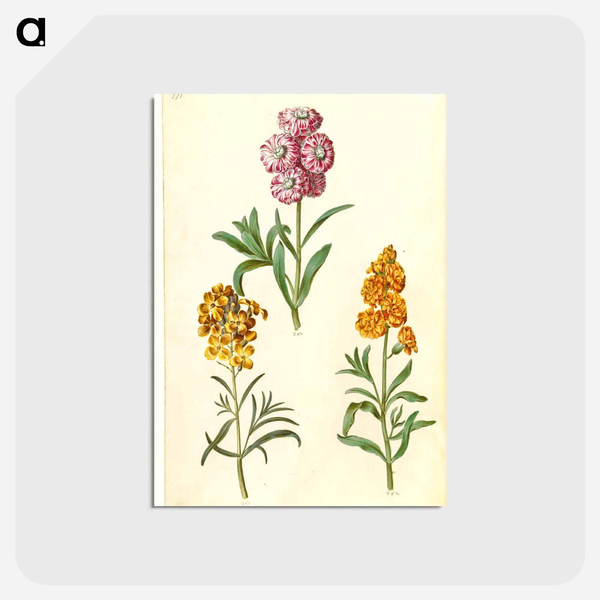 アートポストカード-Matthiola Incana and Erysimum Cheiri
 - マリア ジビーラ メーリアン Postcard.