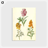 アートポストカード-Matthiola Incana and Erysimum Cheiri
 - マリア ジビーラ メーリアン Postcard.