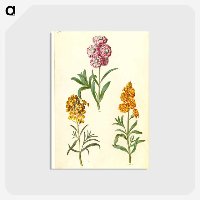3-9_Maria-Sibylla-Merian_postcard