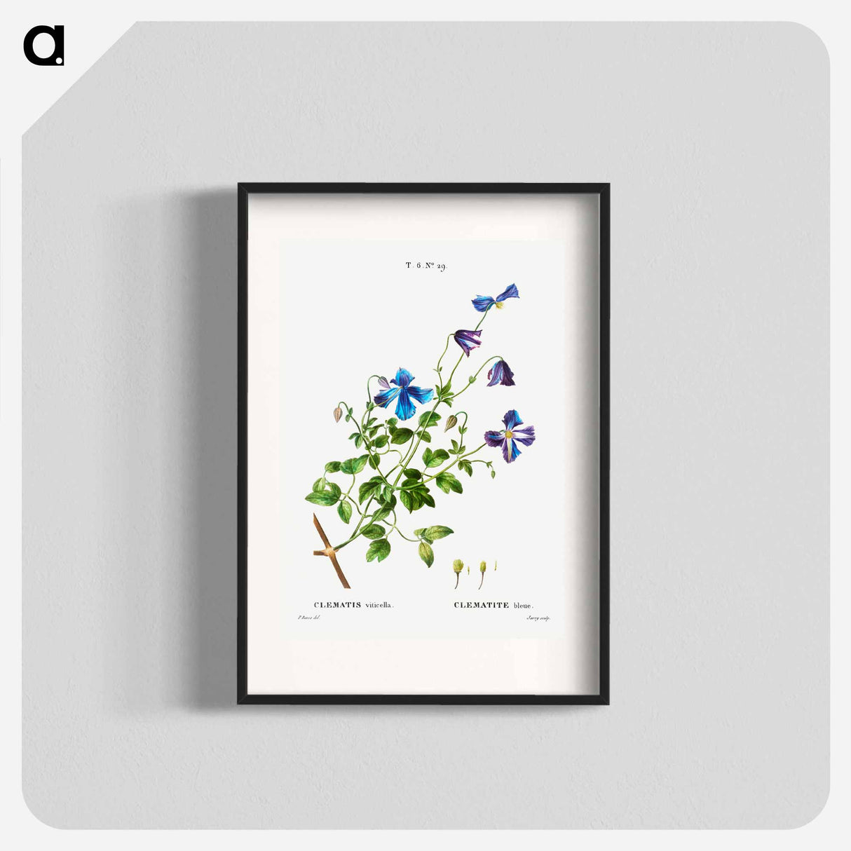 Clematis viticella (Clematite blue) - Pierre-Joseph Redouté Poster.