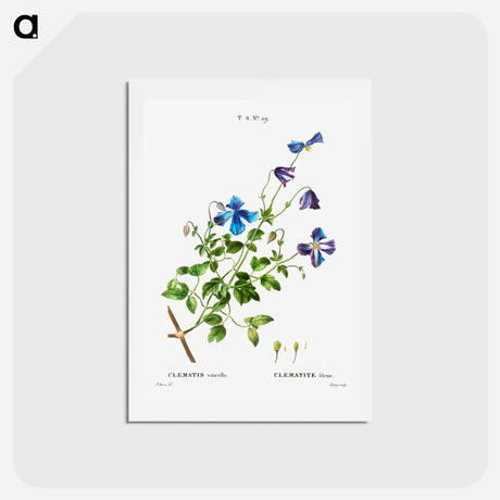 アートポストカード-Clematis viticella (Clematite bleue) - ピエール ジョゼフ ルドゥーテ Postcard.