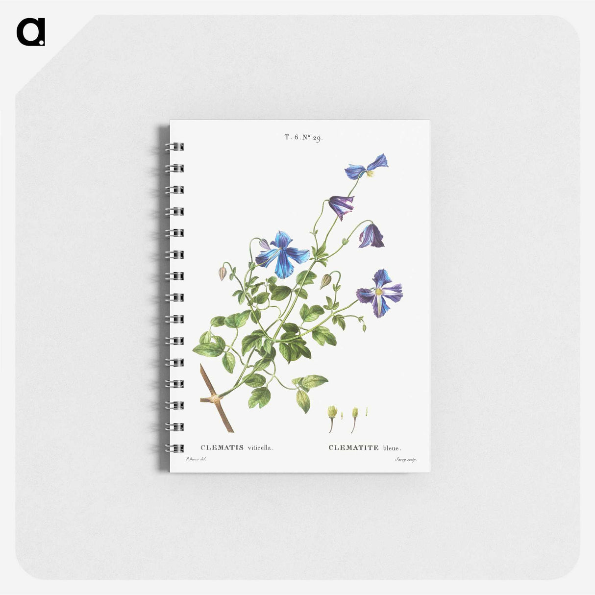 3-9_Pierre-Joseph-Redoute_memo